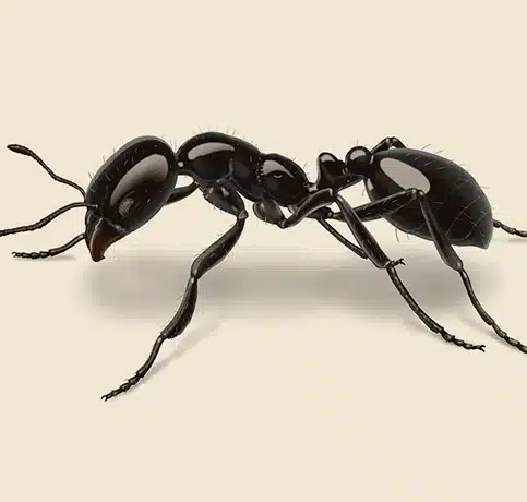 Ant Control Melbourne