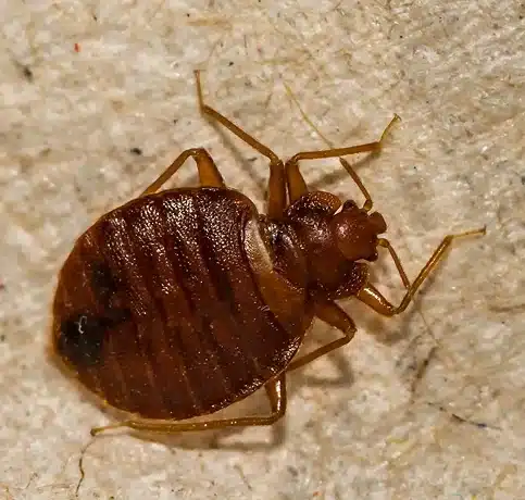 Bed Bugs Control Melbourne