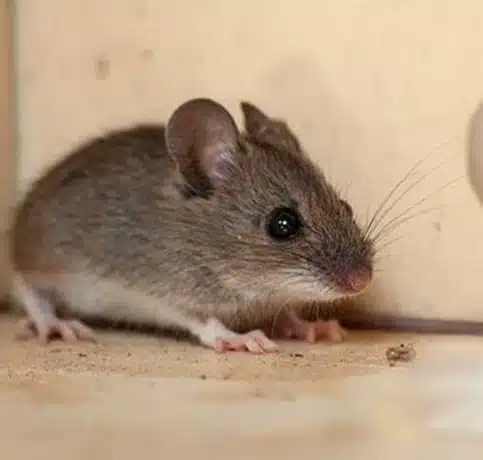 rodent control melbourne