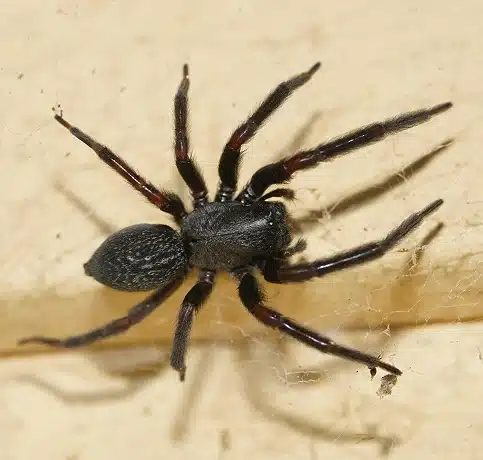 Spider Control Melbourne